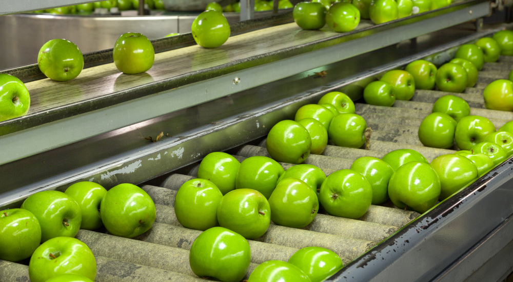 Granny Smith Apples on a Sorting Table