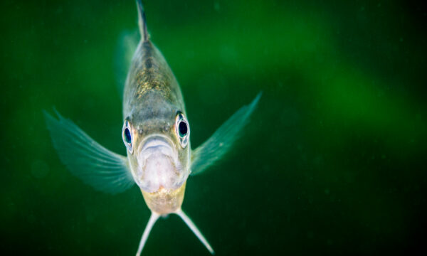 Using Birds, Fish, and Nature to Guide Advancements in Technology