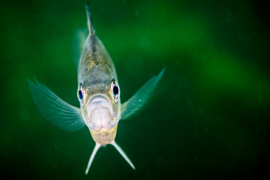 Using Birds, Fish, and Nature to Guide Advancements in Technology