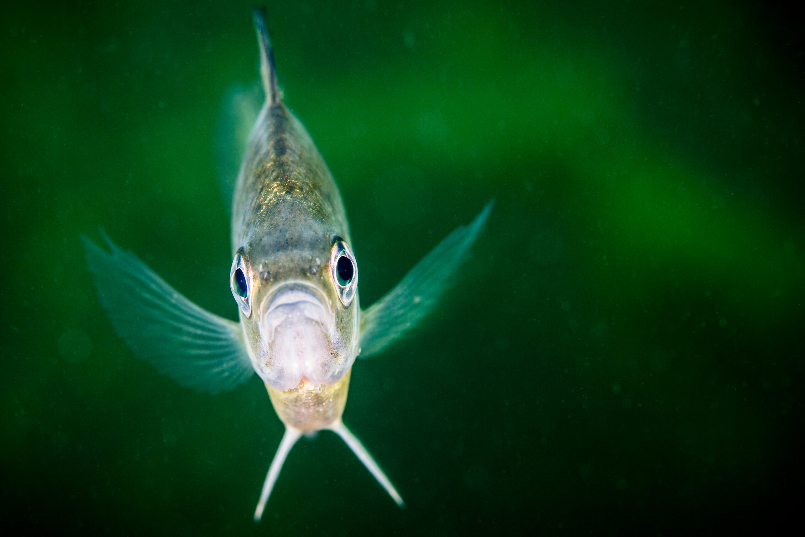 Bluegill Sunfish looking at camera