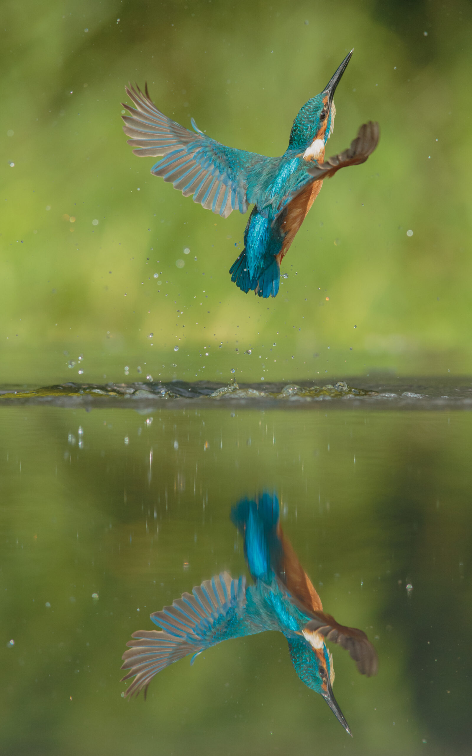 Kingfisher Bird emerging from pond